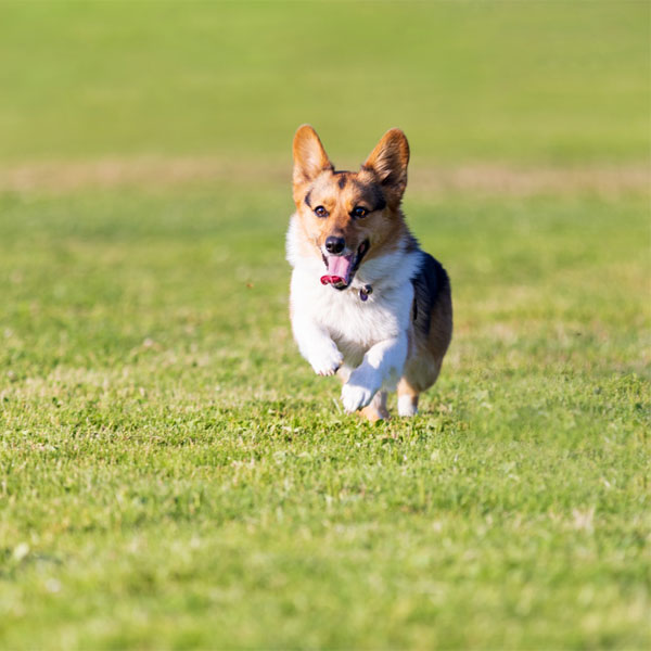 Corgi in Field
