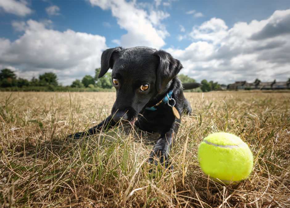 Dog Playing with Ball