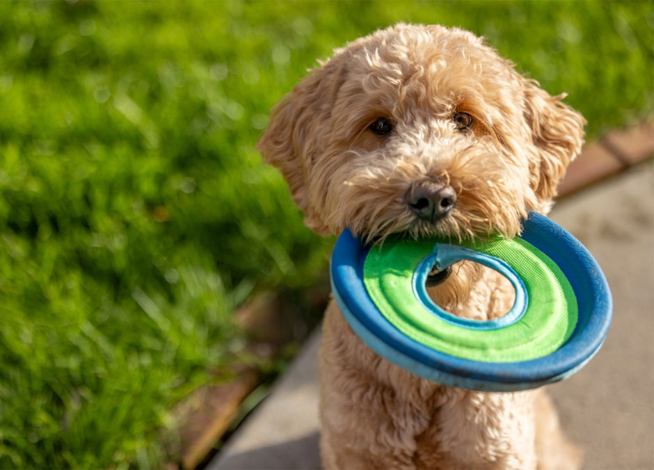Dog Playing with Frizbee