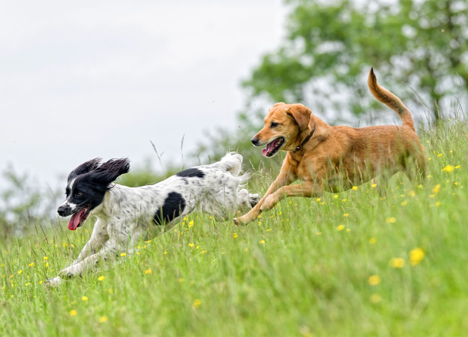 Dogs Running in Field