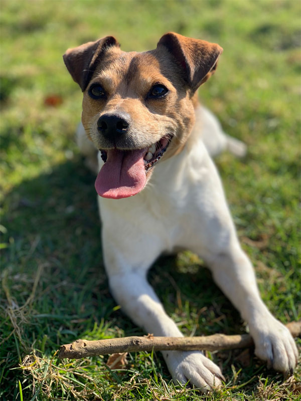 Jack Russell in Field