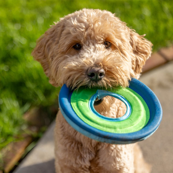 Labradoodle with Frizbee