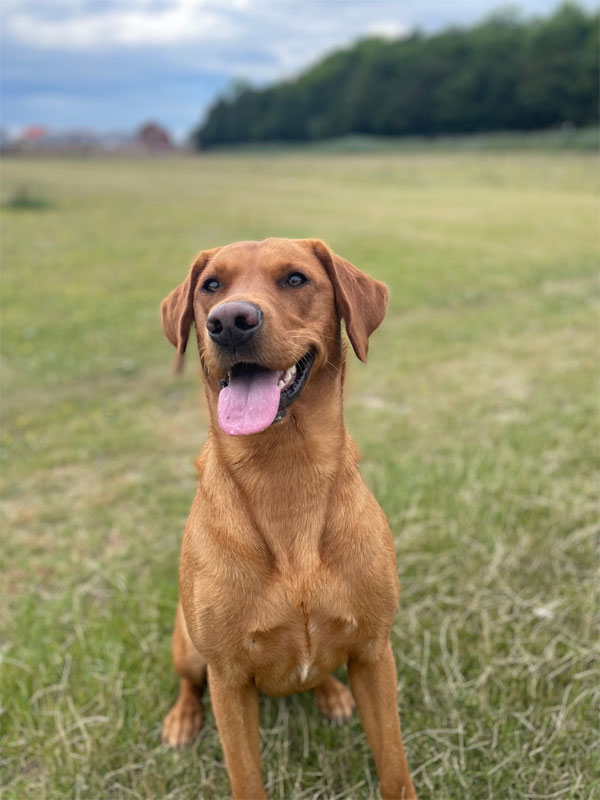 Labrador in Field
