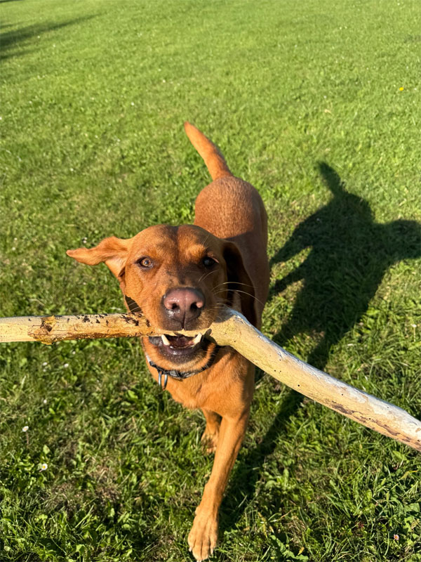 Labrador with Stick