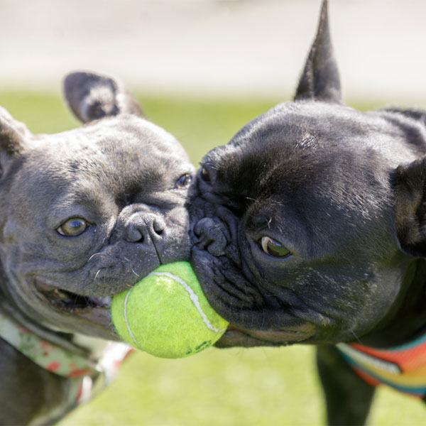 Pugs Playing with Ball